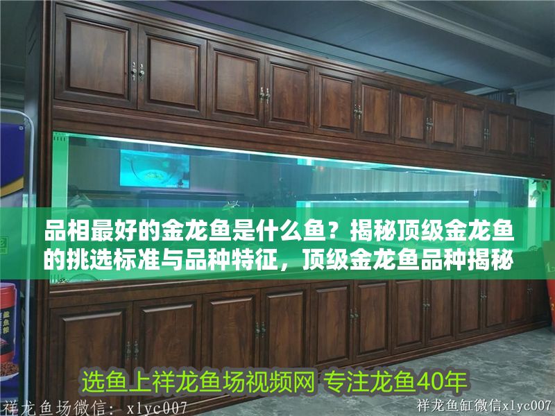 品相最好的金龍魚是什么魚？揭秘頂級金龍魚的挑選標準與品種特征，頂級金龍魚品種揭秘，如何挑選品相最佳的金龍魚 品相最好的金龍魚是什么魚？揭秘頂級金龍魚的挑選標準與品種特征，頂級金龍魚品種揭秘，如何挑選品相最佳的金龍魚 龍魚百科 第1張