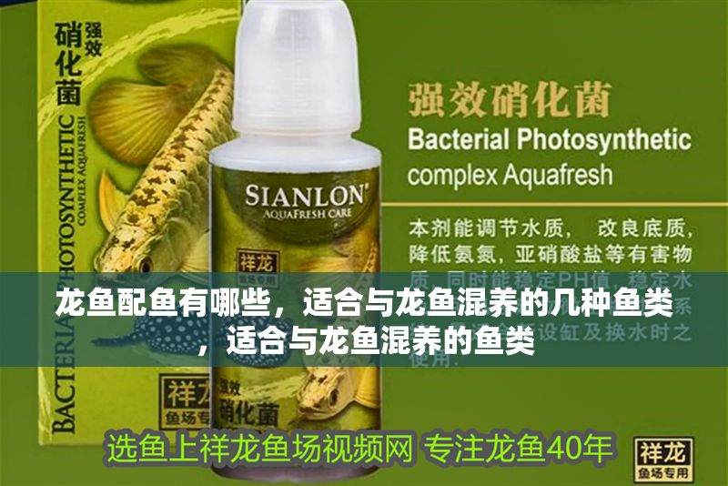 龍魚配魚有哪些，適合與龍魚混養的幾種魚類，適合與龍魚混養的魚類