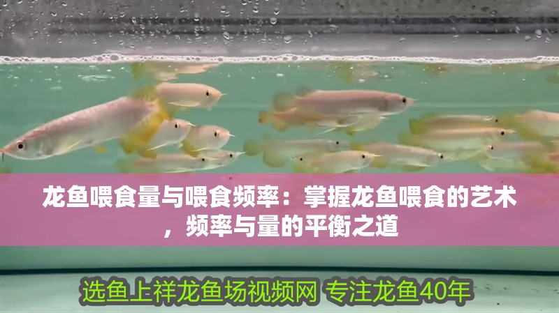 龍魚喂食量與喂食頻率：掌握龍魚喂食的藝術，頻率與量的平衡之道