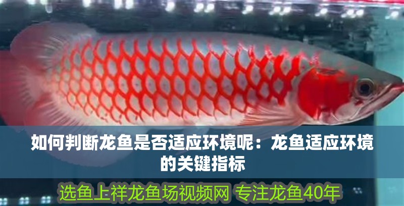 如何判斷龍魚是否適應(yīng)環(huán)境呢：龍魚適應(yīng)環(huán)境的關(guān)鍵指標(biāo)