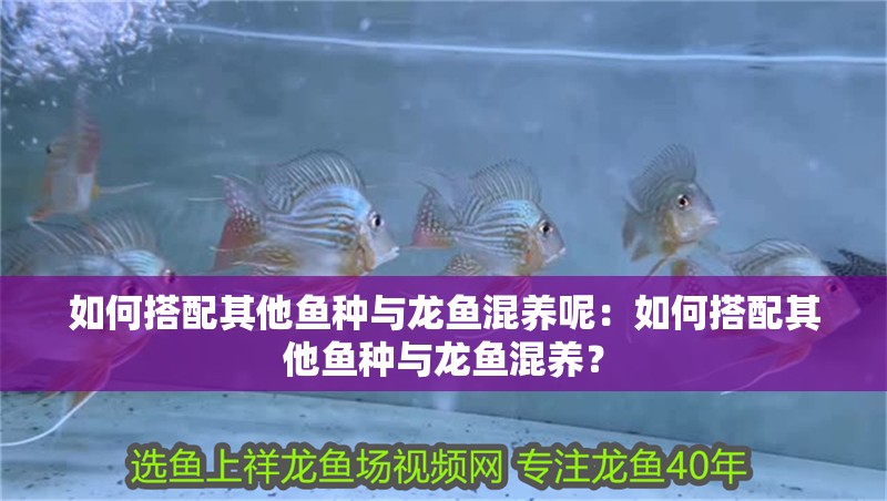 如何搭配其他魚種與龍魚混養(yǎng)呢：如何搭配其他魚種與龍魚混養(yǎng)？