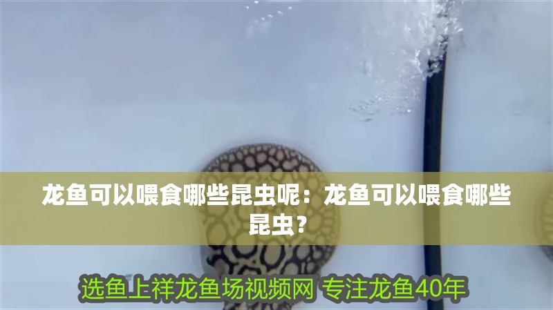 龍魚可以喂食哪些昆蟲呢：龍魚可以喂食哪些昆蟲？