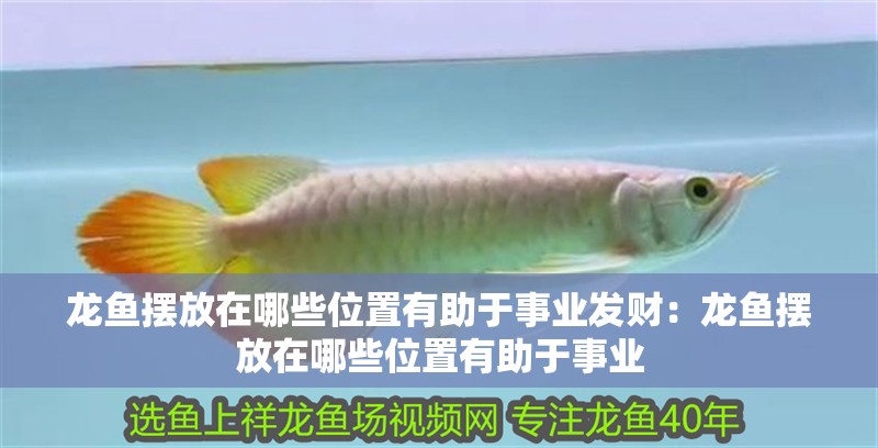龍魚擺放在哪些位置有助于事業(yè)發(fā)財：龍魚擺放在哪些位置有助于事業(yè)