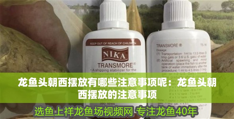 龍魚頭朝西擺放有哪些注意事項呢：龍魚頭朝西擺放的注意事項 龍魚頭朝西擺放有哪些注意事項呢：龍魚頭朝西擺放的注意事項 水族問答