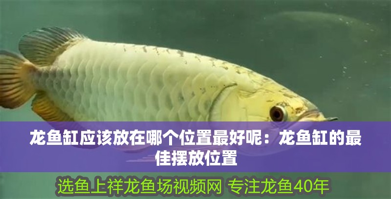 龍魚缸應該放在哪個位置最好呢：龍魚缸的最佳擺放位置 龍魚缸應該放在哪個位置最好呢：龍魚缸的最佳擺放位置 水族問答