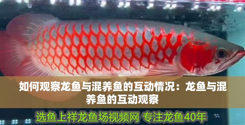 如何觀察龍魚與混養魚的互動情況：龍魚與混養魚的互動觀察