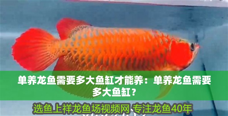 單養(yǎng)龍魚需要多大魚缸才能養(yǎng)：單養(yǎng)龍魚需要多大魚缸？