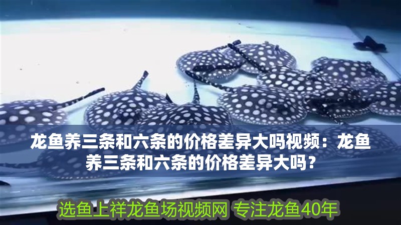 龍魚養(yǎng)三條和六條的價(jià)格差異大嗎視頻：龍魚養(yǎng)三條和六條的價(jià)格差異大嗎？