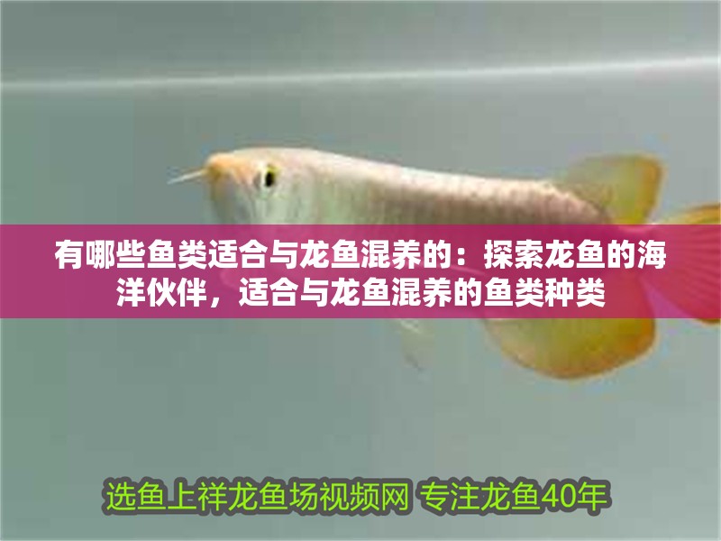 有哪些魚類適合與龍魚混養(yǎng)的：探索龍魚的海洋伙伴，適合與龍魚混養(yǎng)的魚類種類