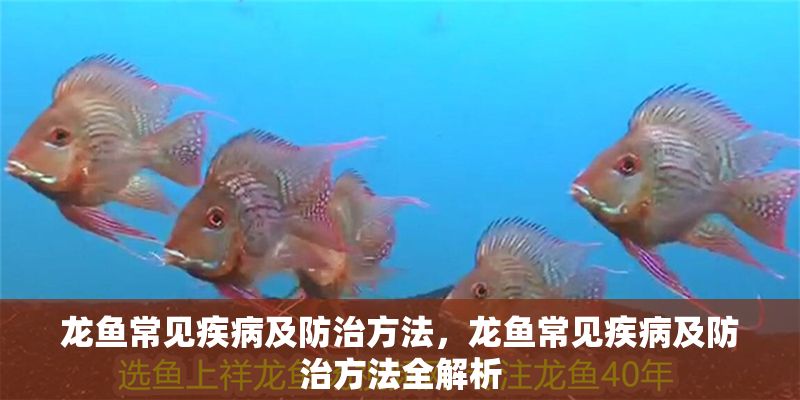 龍魚常見疾病及防治方法，龍魚常見疾病及防治方法全解析