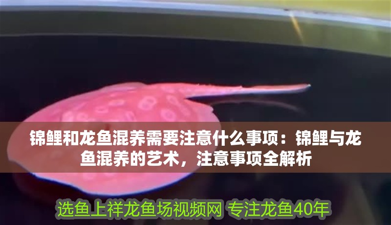 錦鯉和龍魚混養需要注意什么事項：錦鯉與龍魚混養的藝術，注意事項全解析