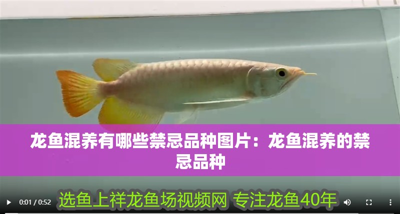 龍魚混養有哪些禁忌品種圖片：龍魚混養的禁忌品種