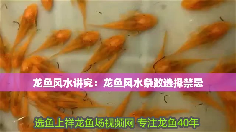 龍魚風水講究：龍魚風水條數選擇禁忌