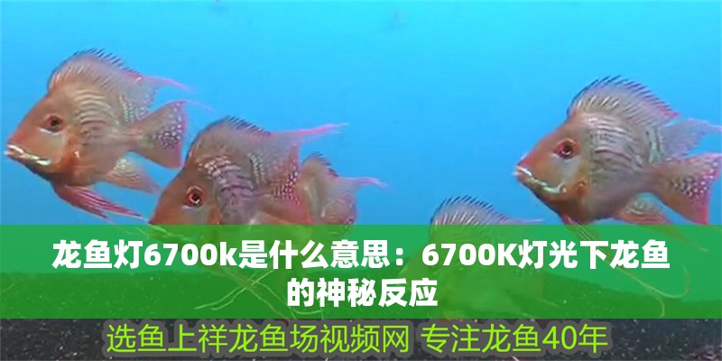龍魚燈6700k是什么意思：6700K燈光下龍魚的神秘反應