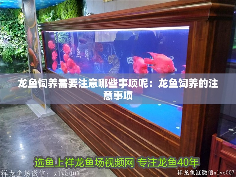 龍魚飼養需要注意哪些事項呢：龍魚飼養的注意事項