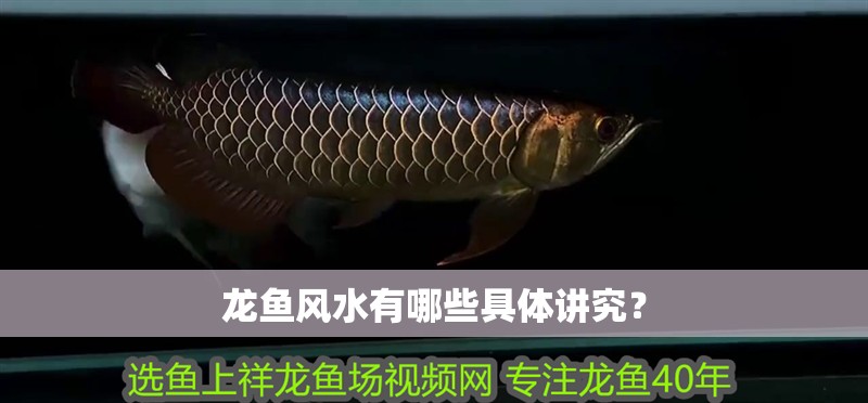 龍魚風(fēng)水有哪些具體講究？