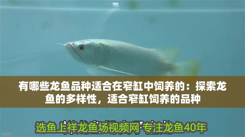 有哪些龍魚品種適合在窄缸中飼養(yǎng)的：探索龍魚的多樣性，適合窄缸飼養(yǎng)的品種