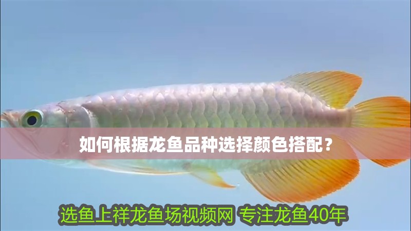如何根據龍魚品種選擇顏色搭配？