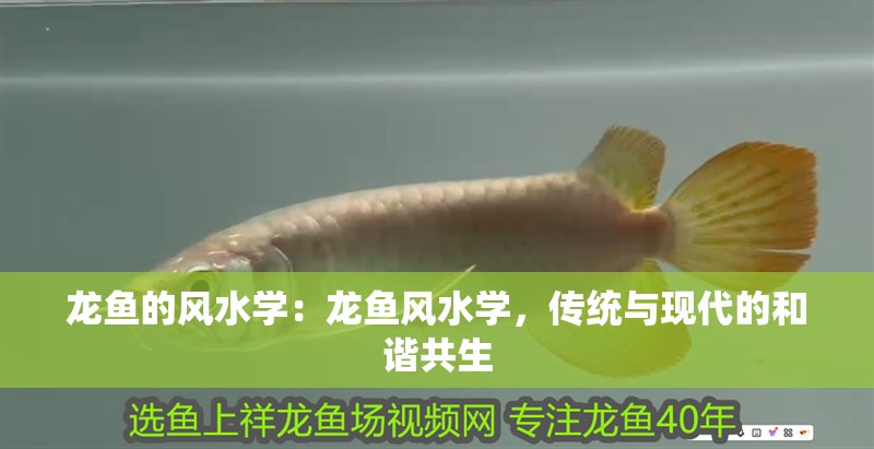 龍魚的風(fēng)水學(xué)：龍魚風(fēng)水學(xué)，傳統(tǒng)與現(xiàn)代的和諧共生
