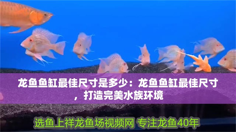 龍魚魚缸最佳尺寸是多少：龍魚魚缸最佳尺寸，打造完美水族環境