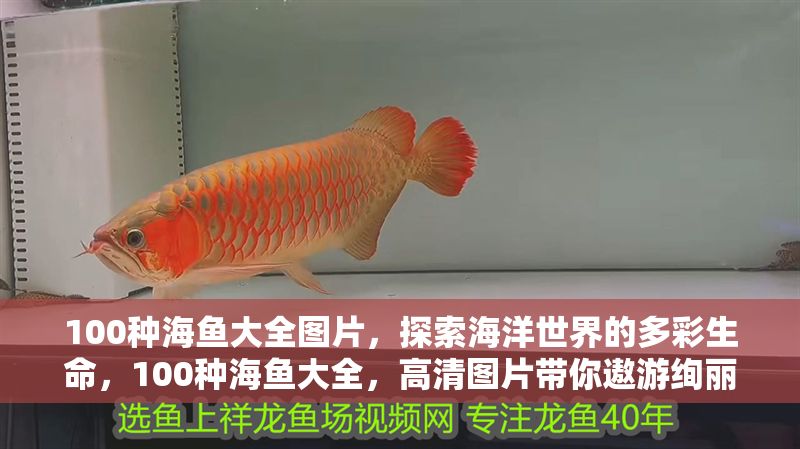 100種海魚大全圖片，探索海洋世界的多彩生命，100種海魚大全，高清圖片帶你遨游絢麗海洋世界