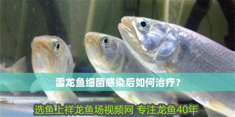 雷龍魚細菌感染后如何治療？
