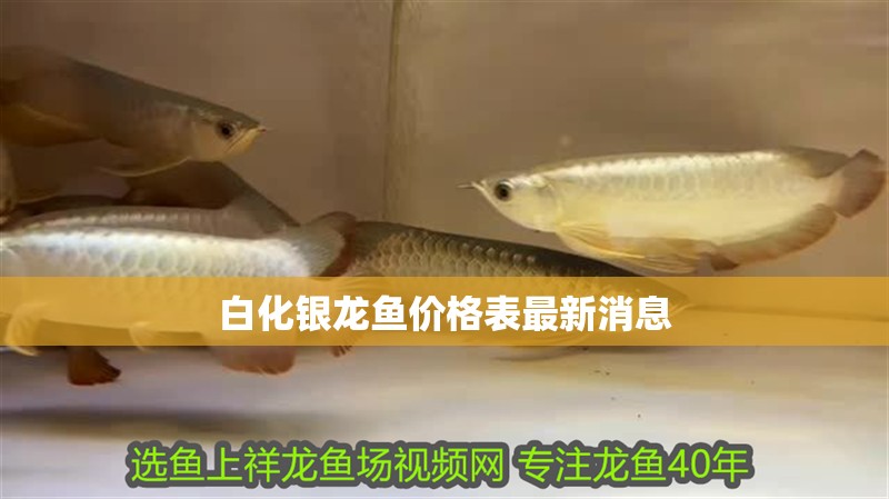 魚缸用增氧泵價格是多少:魚缸增氧機-xtrac增氧機-xtrac增氧機 白化銀龍魚價格表最新消息 龍魚百科 白化銀龍魚價格表最新消息 白化銀龍魚價格表最新消息 龍魚百科