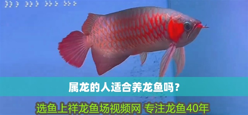 屬龍的人適合養龍魚嗎？