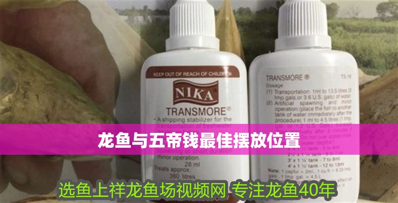 龍魚與五帝錢最佳擺放位置