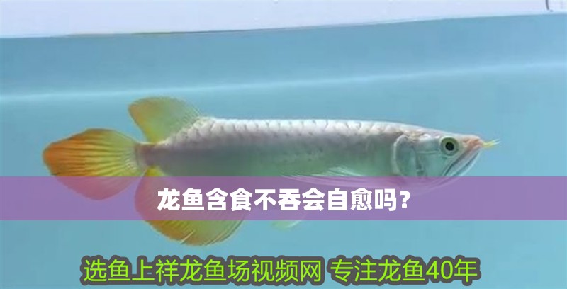 龍魚含食不吞會(huì)自愈嗎？ 龍魚含食不吞會(huì)自愈嗎？ 龍魚百科