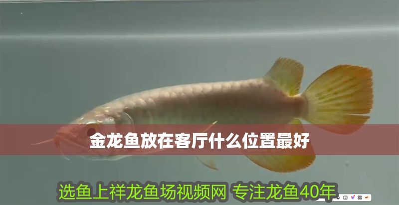 金龍魚放在客廳什么位置最好