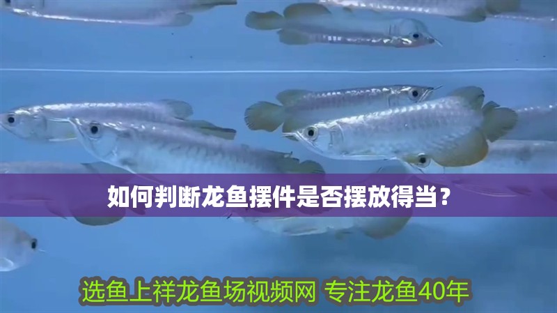 如何判斷龍魚擺件是否擺放得當(dāng)？