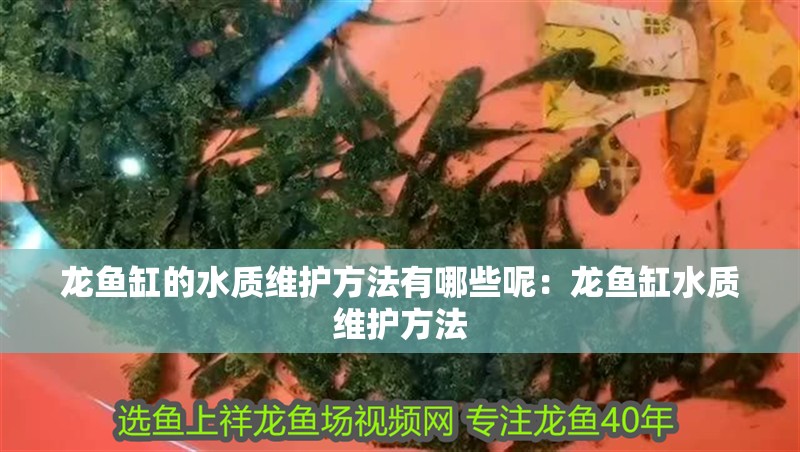 龍魚缸的水質維護方法有哪些呢：龍魚缸水質維護方法 龍魚缸的水質維護方法有哪些呢：龍魚缸水質維護方法 水族問答