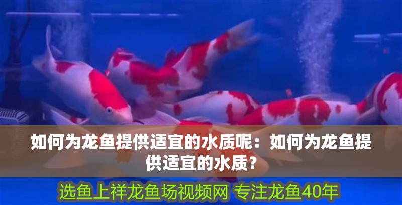 如何為龍魚提供適宜的水質(zhì)呢：如何為龍魚提供適宜的水質(zhì)？ 如何為龍魚提供適宜的水質(zhì)呢：如何為龍魚提供適宜的水質(zhì)？ 水族問答