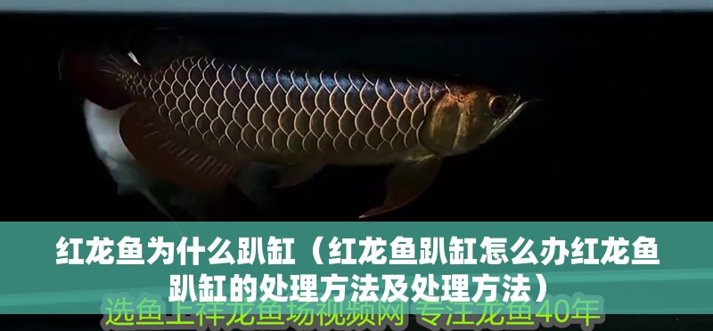 紅龍魚為什么趴缸（紅龍魚趴缸怎么辦紅龍魚趴缸的處理方法及處理方法） 紅龍魚為什么趴缸（紅龍魚趴缸怎么辦紅龍魚趴缸的處理方法及處理方法） 龍魚百科