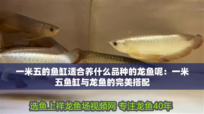 一米五的魚缸適合養什么品種的龍魚呢：一米五魚缸與龍魚的完美搭配