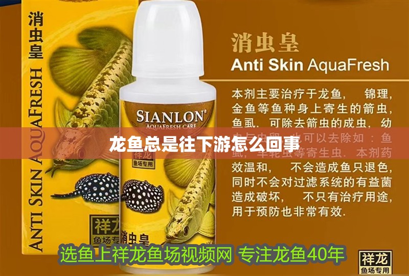 龍魚總是往下游怎么回事 龍魚總是往下游怎么回事 龍魚百科