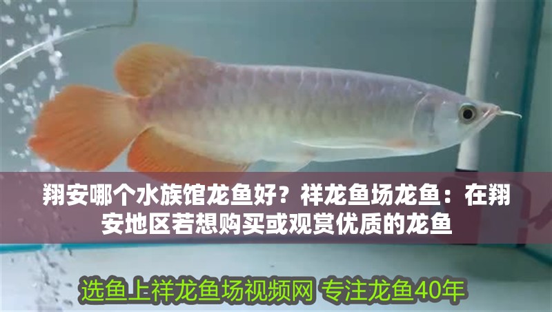 翔安哪個水族館龍魚好？祥龍魚場龍魚：在翔安地區若想購買或觀賞優質的龍魚