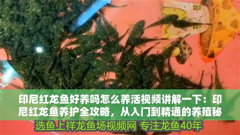 印尼紅龍魚好養嗎怎么養活視頻講解一下：印尼紅龍魚養護全攻略，從入門到精通的養殖秘籍