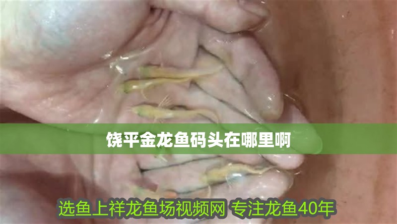 饒平金龍魚碼頭在哪里啊 饒平金龍魚碼頭在哪里啊 龍魚百科