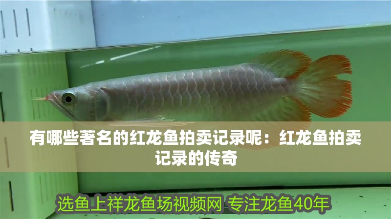 有哪些著名的紅龍魚拍賣記錄呢：紅龍魚拍賣記錄的傳奇