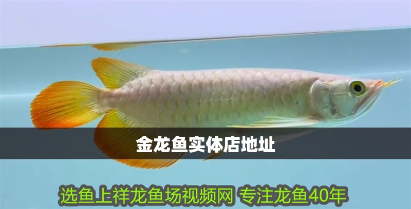 金龍魚實體店地址