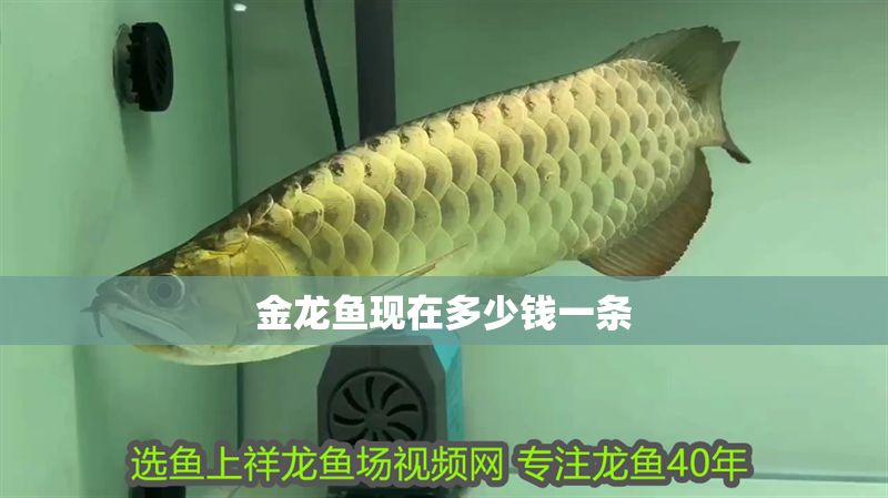 金龍魚現在多少錢一條