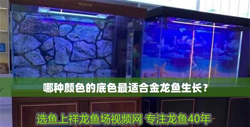 哪種顏色的底色最適合金龍魚生長？