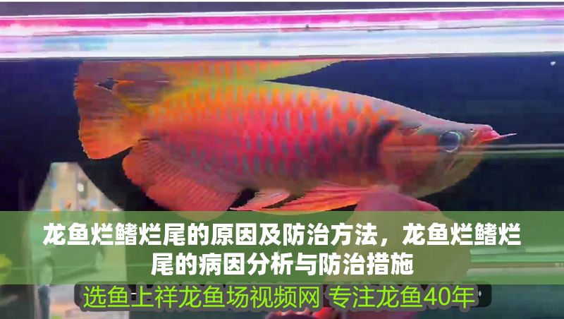 龍魚爛鰭爛尾的原因及防治方法，龍魚爛鰭爛尾的病因分析與防治措施