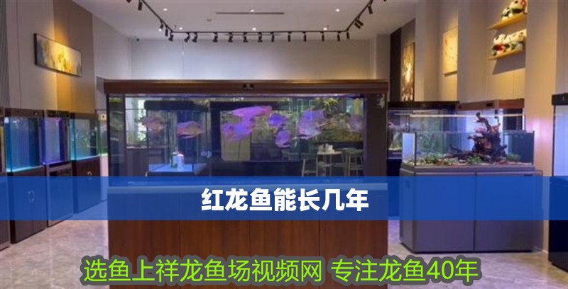 紅龍魚能長幾年
