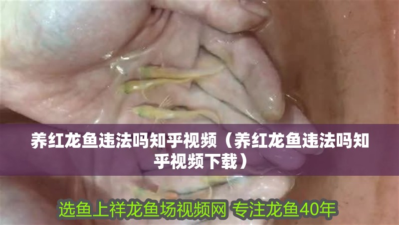 養紅龍魚違法嗎知乎視頻（養紅龍魚違法嗎知乎視頻下載） 養紅龍魚違法嗎知乎視頻（養紅龍魚違法嗎知乎視頻下載） 龍魚百科