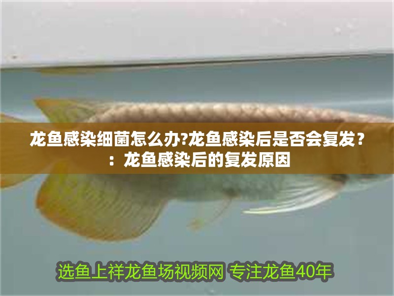 龍魚感染細菌怎么辦?龍魚感染后是否會復發？：龍魚感染后的復發原因
