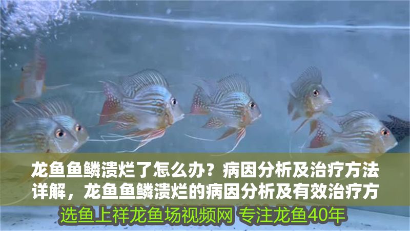 龍魚魚鱗潰爛了怎么辦？病因分析及治療方法詳解，龍魚魚鱗潰爛的病因分析及有效治療方法 龍魚魚鱗潰爛了怎么辦？病因分析及治療方法詳解，龍魚魚鱗潰爛的病因分析及有效治療方法 龍魚百科 第1張