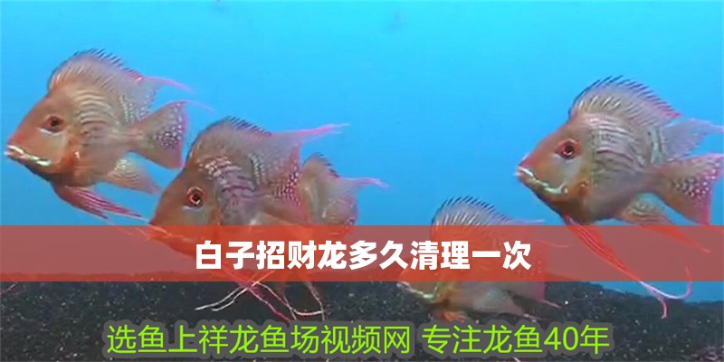白子招財龍多久清理一次